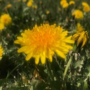 Meet your Posher, Sally